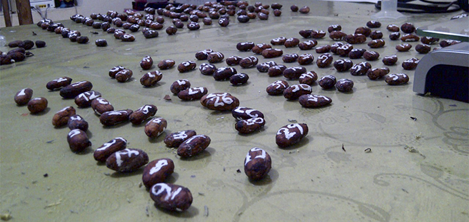 Tests that were conducted for drying the beans