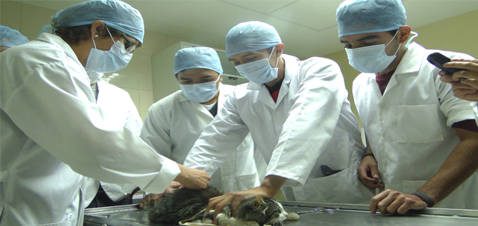 Estudiantes y docentes de la Carrera de Veterinaria en la clínica PoliVet de la Sede Cuenca operando un paciente.