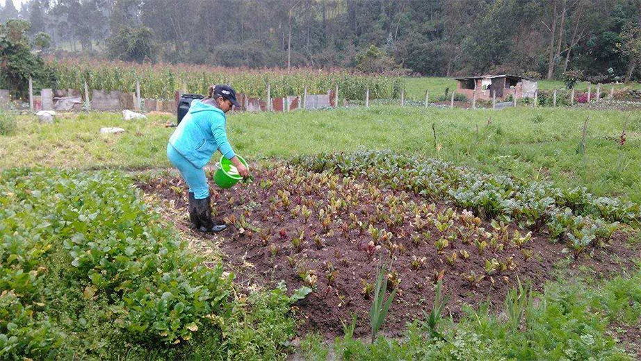 Miembro de la comunidad de San Joaquín (Cuenca) aplicando un abono en los campos de cultivo