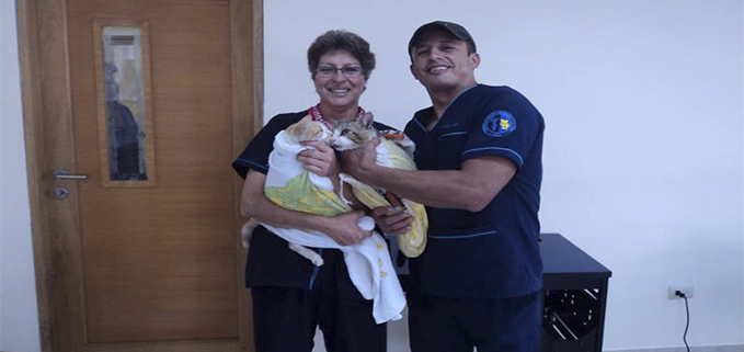Docentes de la UPS, Dra Mónica Brito y Dr. Juan Masache con algunos de los gatos que fueron esterilizados