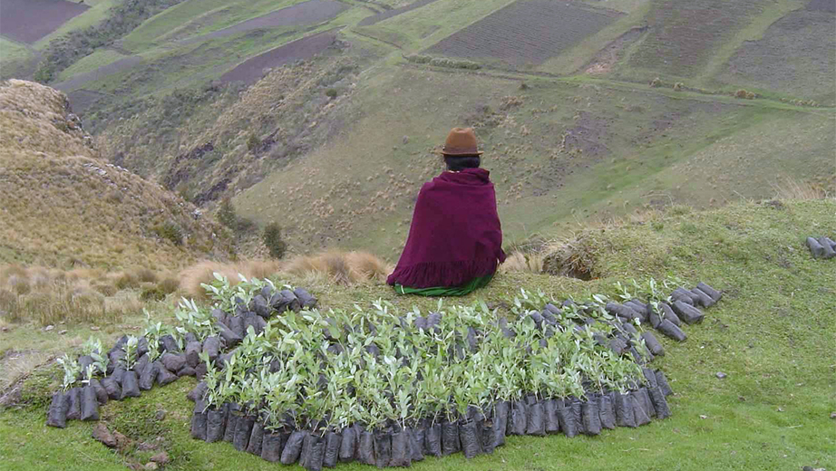 Producción agrícola en la cuenca del río Pisque