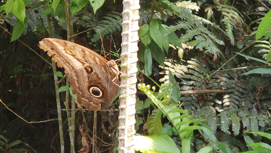 Biodiversidad que rodea a la estación Kutukú de La Salesiana