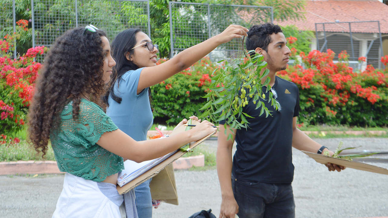 Estudiantes durante la preparación de las plantas para análisis