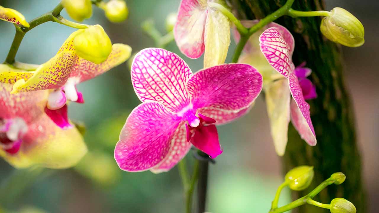 Biotecnología en las orquídeas