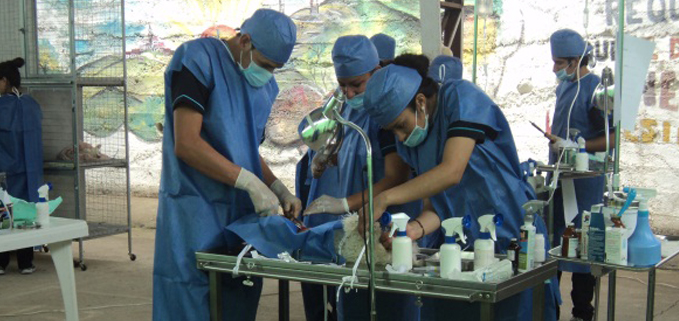 Estudiantes de veterinaria y zootecnia vacundando un perro